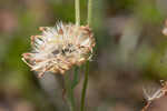 Common Leopardbane